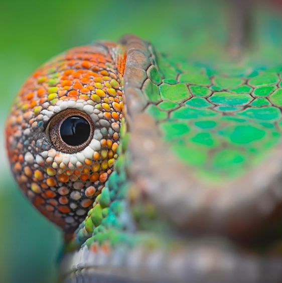 pet shops with reptiles near me