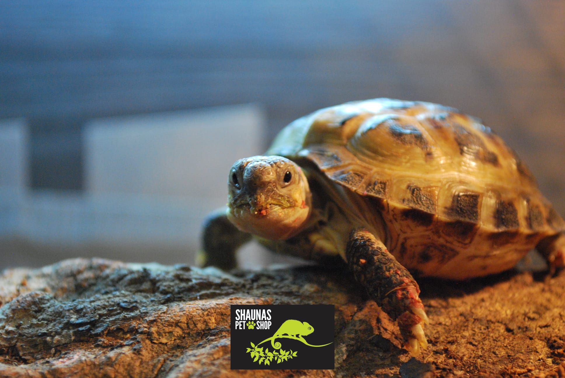 horsfield's tortoise 