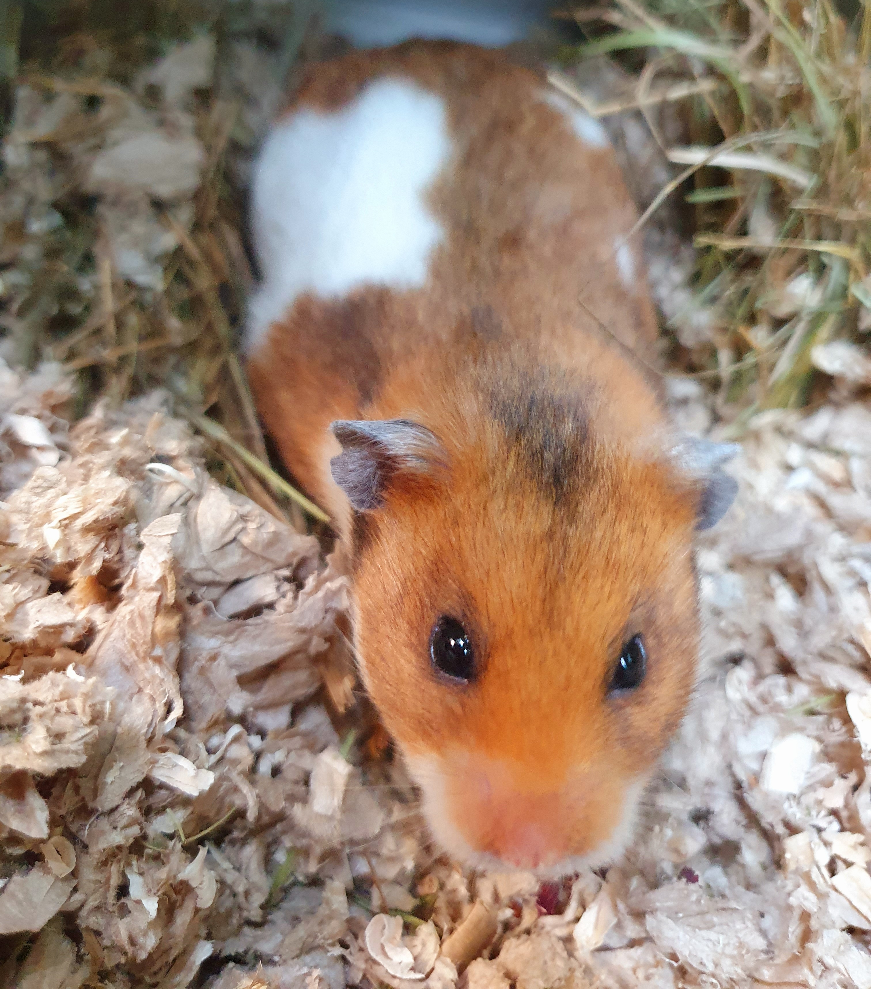 Syrian hamster 
