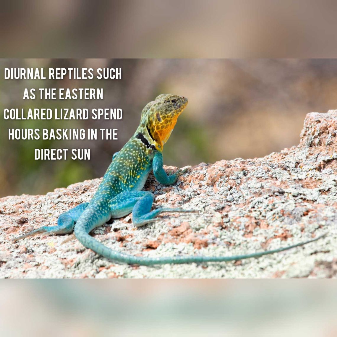 Why All Pet Reptiles Need UVB Light