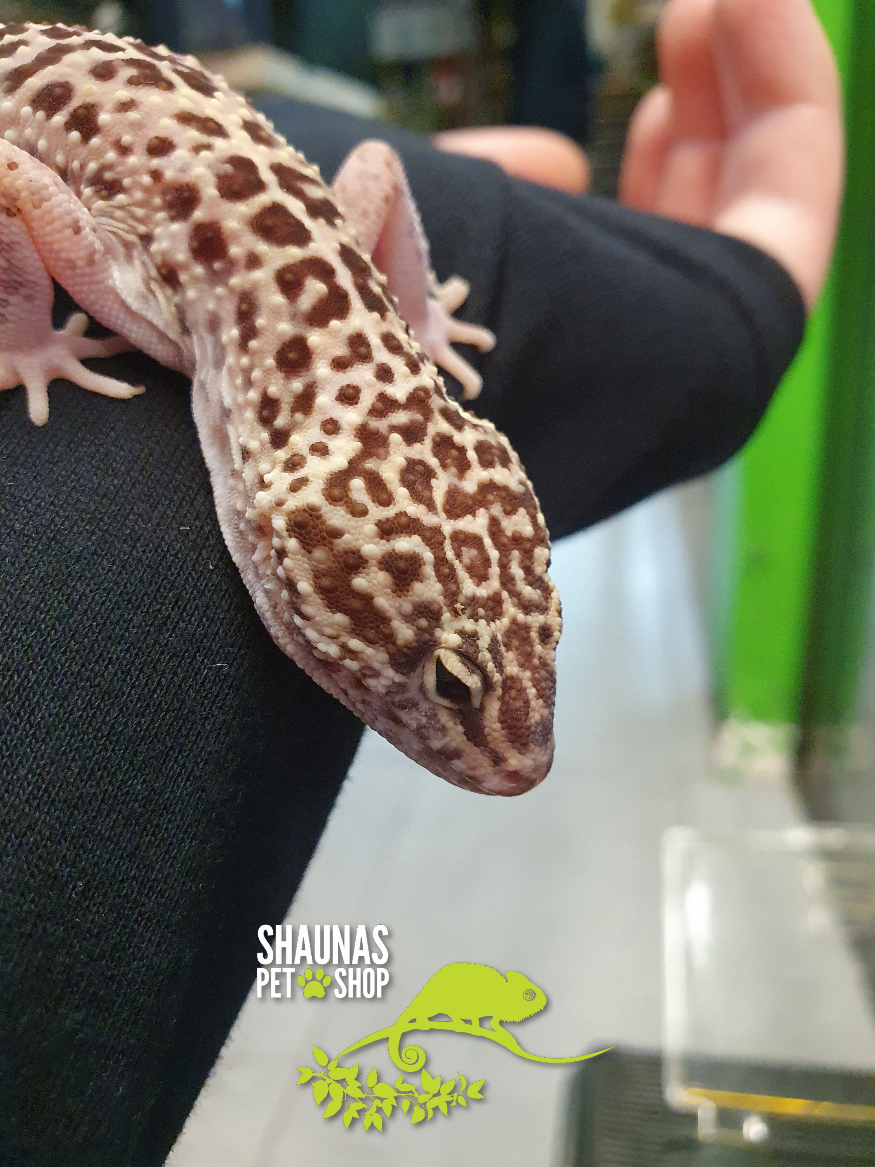 leopard gecko