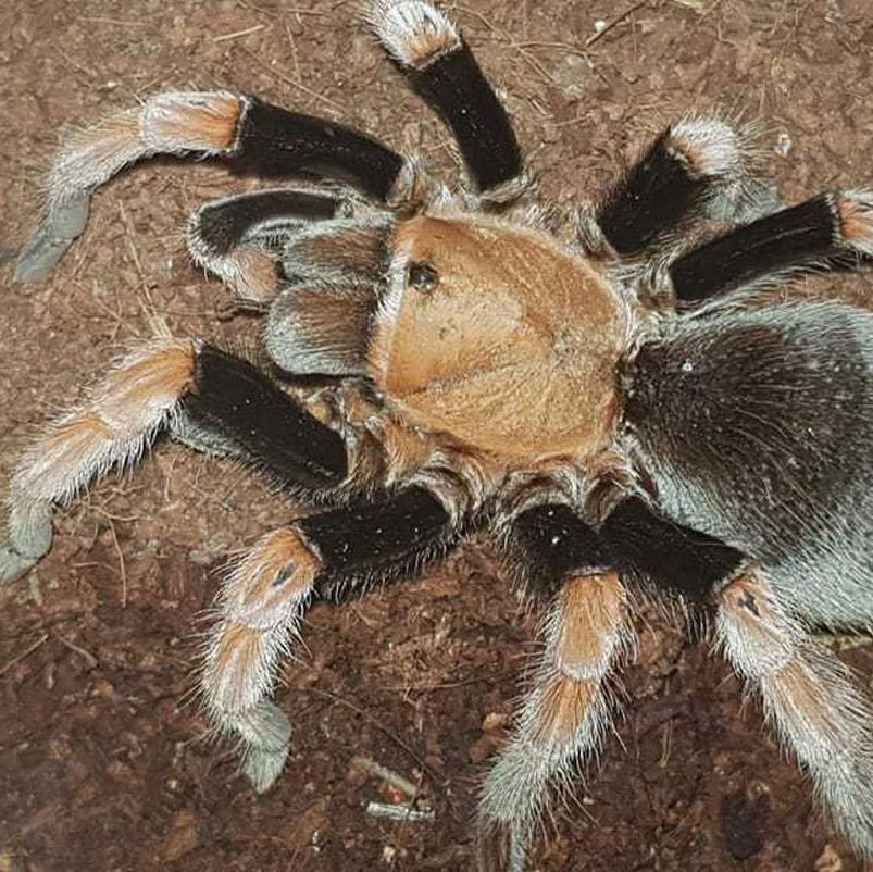 Inverts