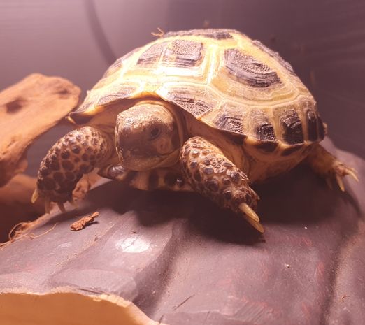 tortoise