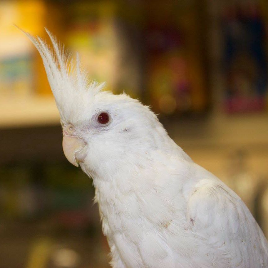 Shauna's Pet Shop
