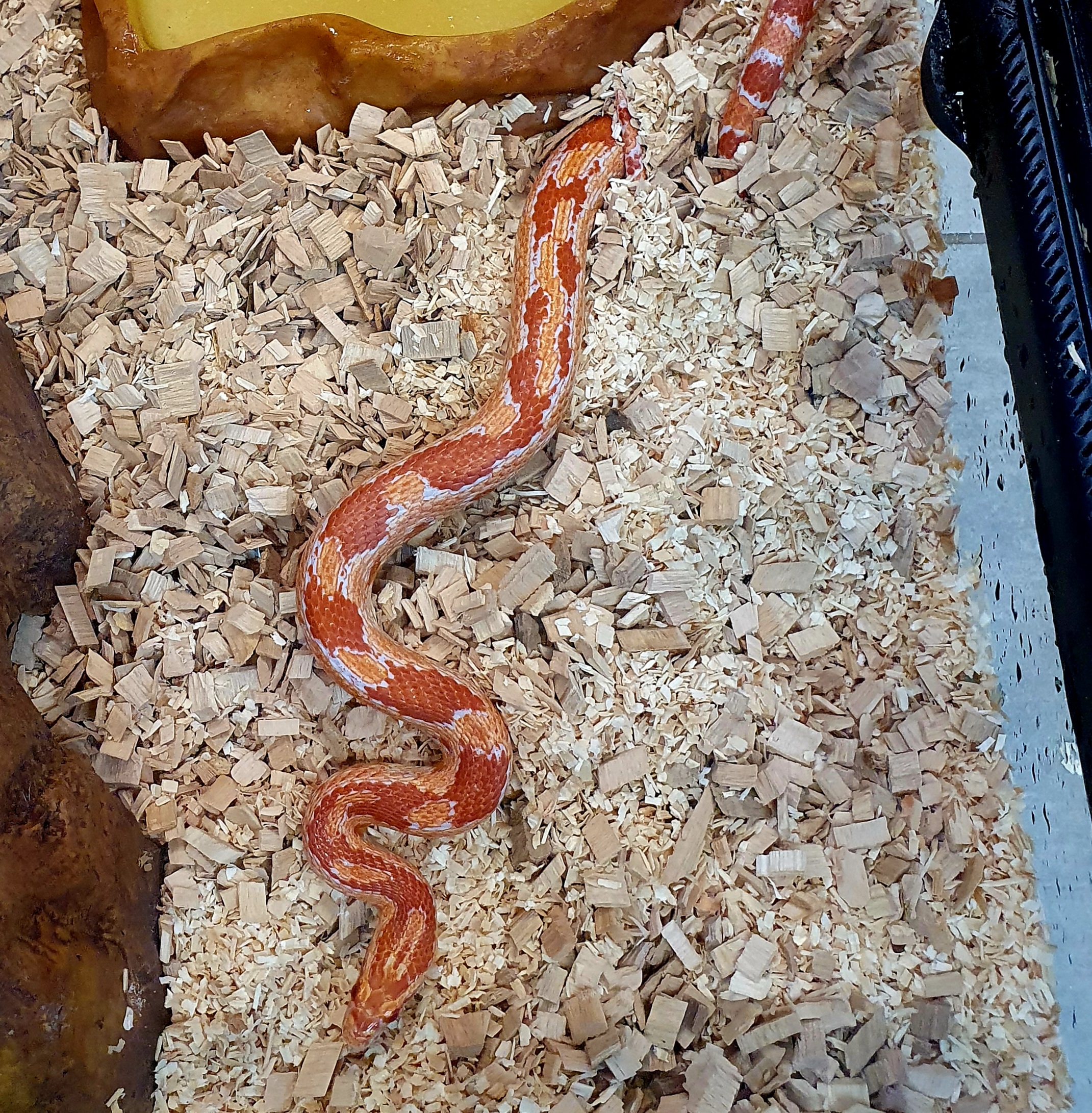 cornsnake 
