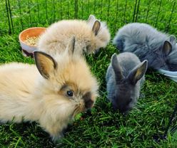 aurora bunnies 