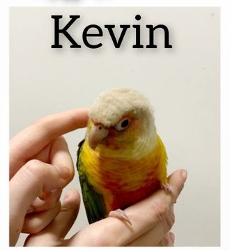 Kevin the conure bird for adoption
