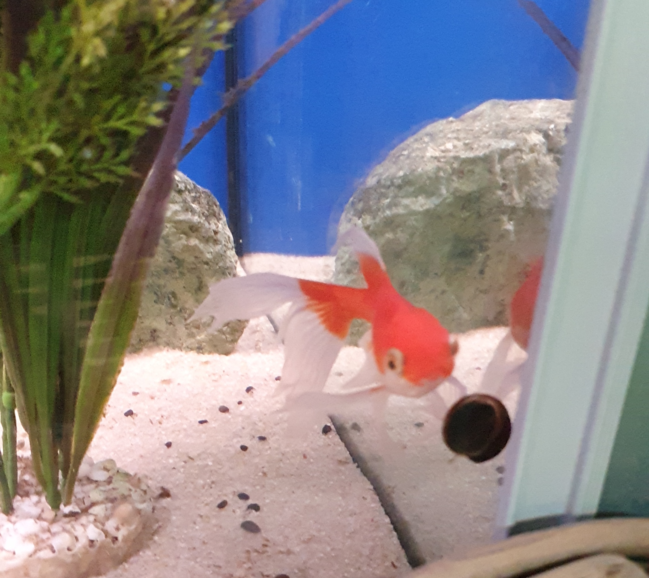 franklin the goldfish 